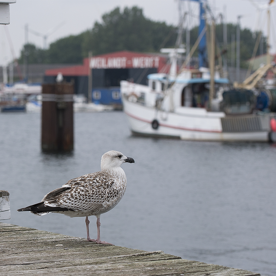 Schleswig Holstein Ostsee 09_2015 KA7_5788 als Smartobjekt-1 Kopie.jpg - Im Hafen von Burg auf Fehmarn